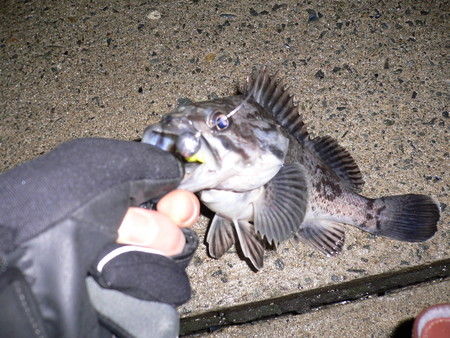 f:id:animalno1:20070128234349j:image
