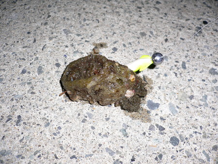 f:id:animalno1:20070404195252j:image f:id:animalno1:20070404195252j:image