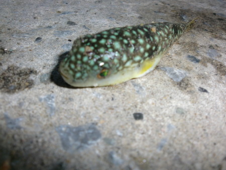 f:id:animalno1:20090528051442j:image