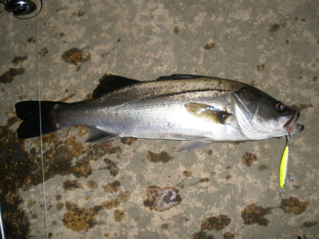f:id:animalno1:20090629021216j:image