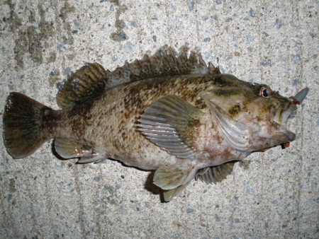 f:id:animalno1:20091022173918j:image