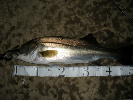 f:id:animalno1:20100712235639j:image