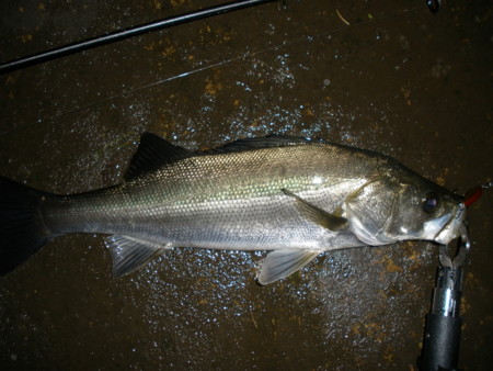 f:id:animalno1:20100713002930j:image