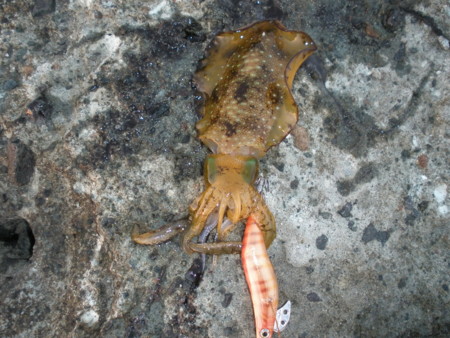 f:id:animalno1:20100915053151j:image