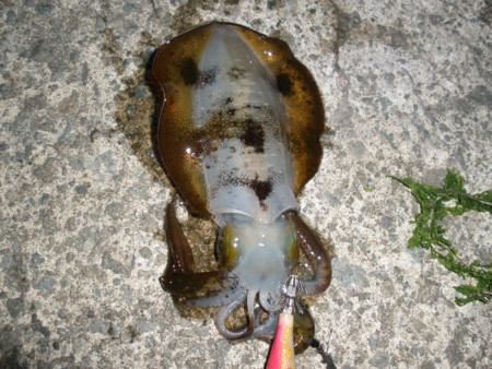 f:id:animalno1:20100923014501j:image