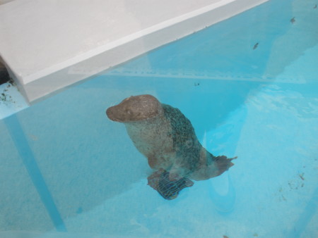 f:id:animalno1:20100924071434j:image