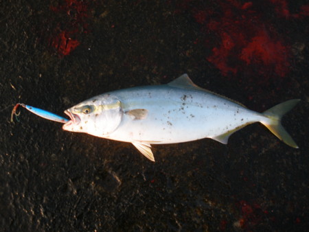f:id:animalno1:20111012061153j:image