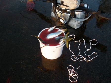 f:id:animalno1:20111012061159j:image