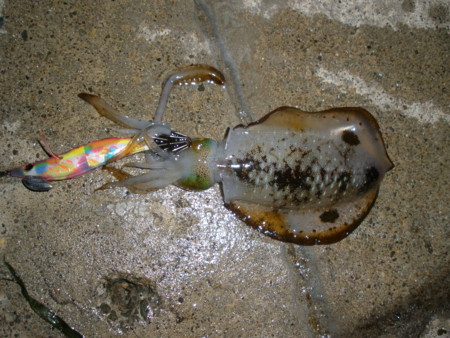 f:id:animalno1:20111014034619j:image