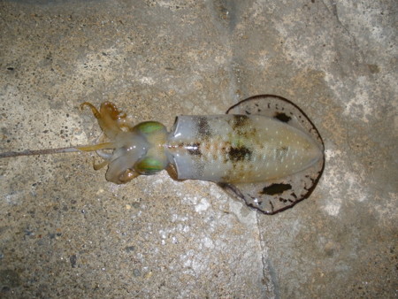 f:id:animalno1:20111014043557j:image