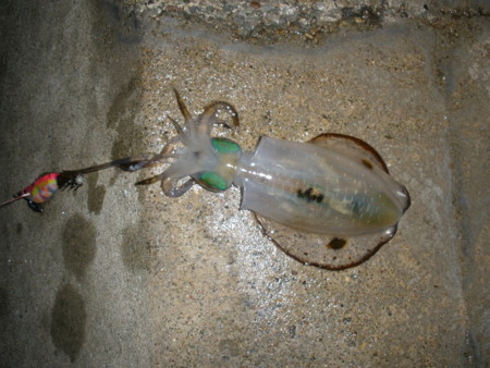 f:id:animalno1:20111014044732j:image