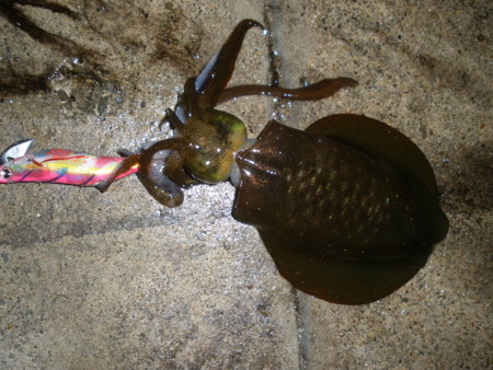 f:id:animalno1:20111014051809j:image