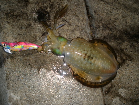 f:id:animalno1:20111014052920j:image