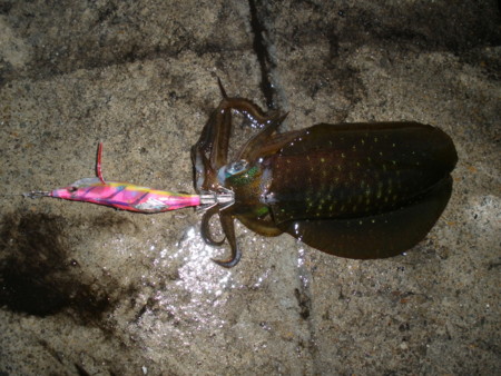 f:id:animalno1:20111014054837j:image