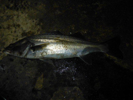 f:id:animalno1:20120529010713j:image