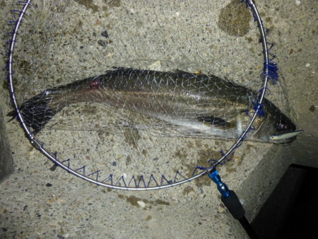 f:id:animalno1:20120529033015j:image