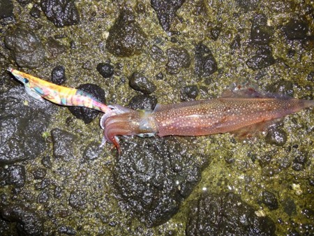 f:id:animalno1:20121027160432j:image