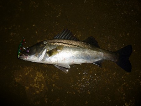 f:id:animalno1:20130705154656j:image
