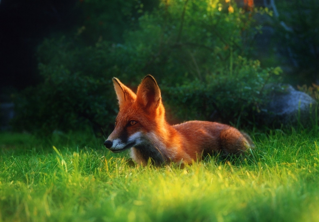 f:id:animalrights:20180301230234j:plain f:id:animalrights:20180301230234j:plain