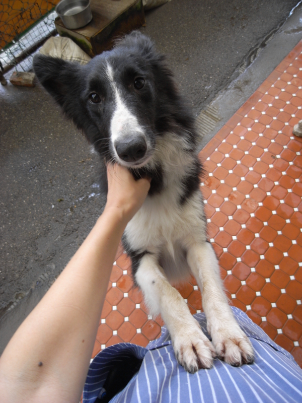f:id:animalstaiwan:20121029114839j:image:w200