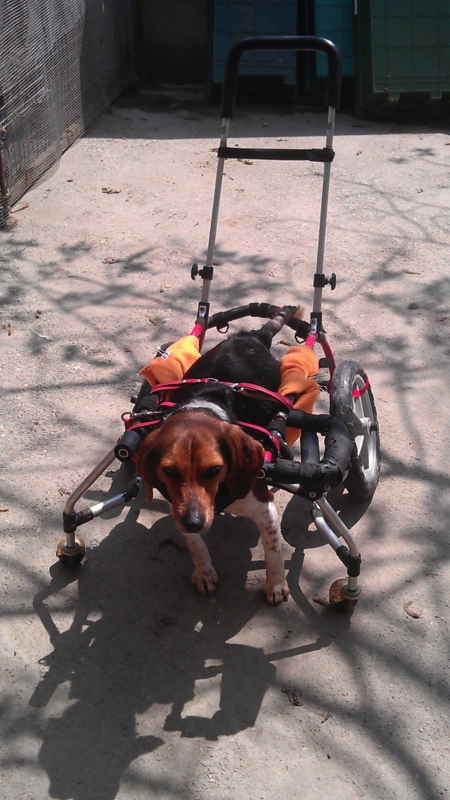f:id:animalstaiwan:20130305121601j:image:w200