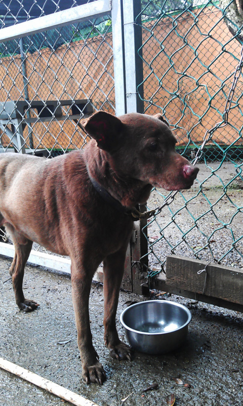 f:id:animalstaiwan:20130409115125j:image:w300