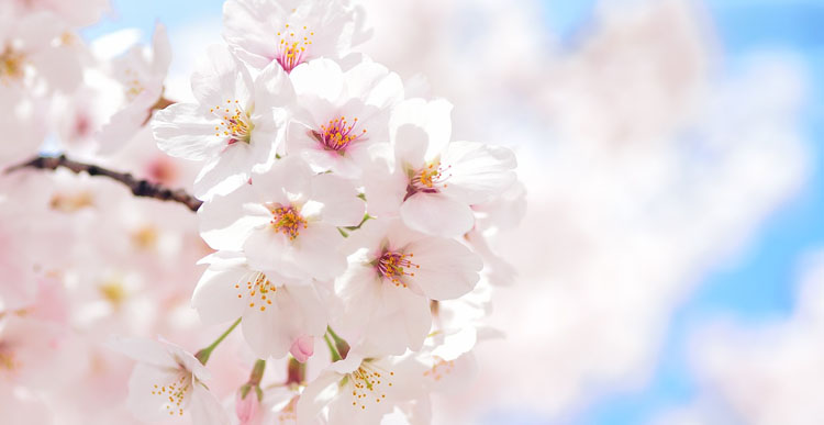 f:id:animandala:20171124063655j:plain f:id:animandala:20171124063655j:plain