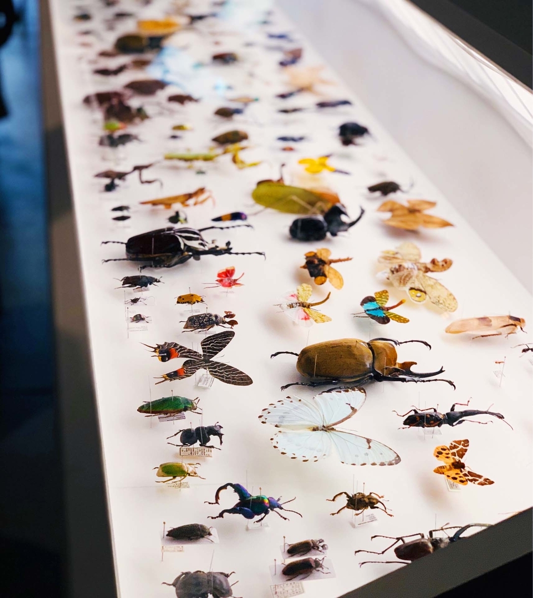 f:id:animandala:20190814022017j:plain f:id:animandala:20190814022017j:plain