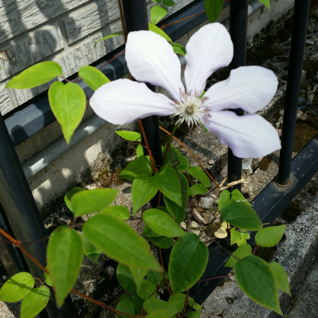 f:id:aniotainakagurashi:20170514193551j:plain f:id:aniotainakagurashi:20170514193551j:plain