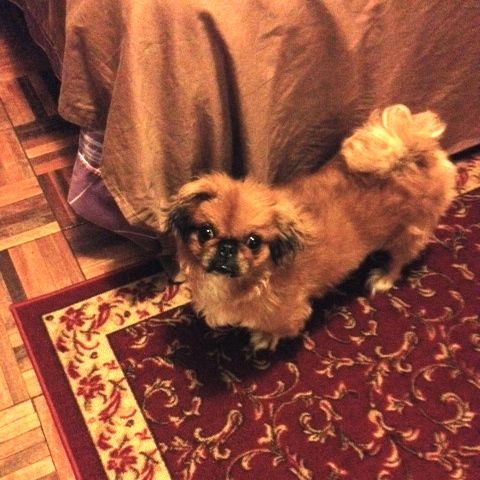 f:id:aniram-czech:20140818041605j:plain