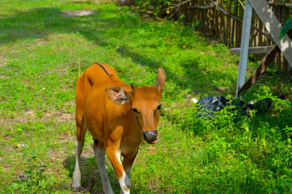 f:id:aniram-czech:20170110212745j:plain f:id:aniram-czech:20170110212745j:plain