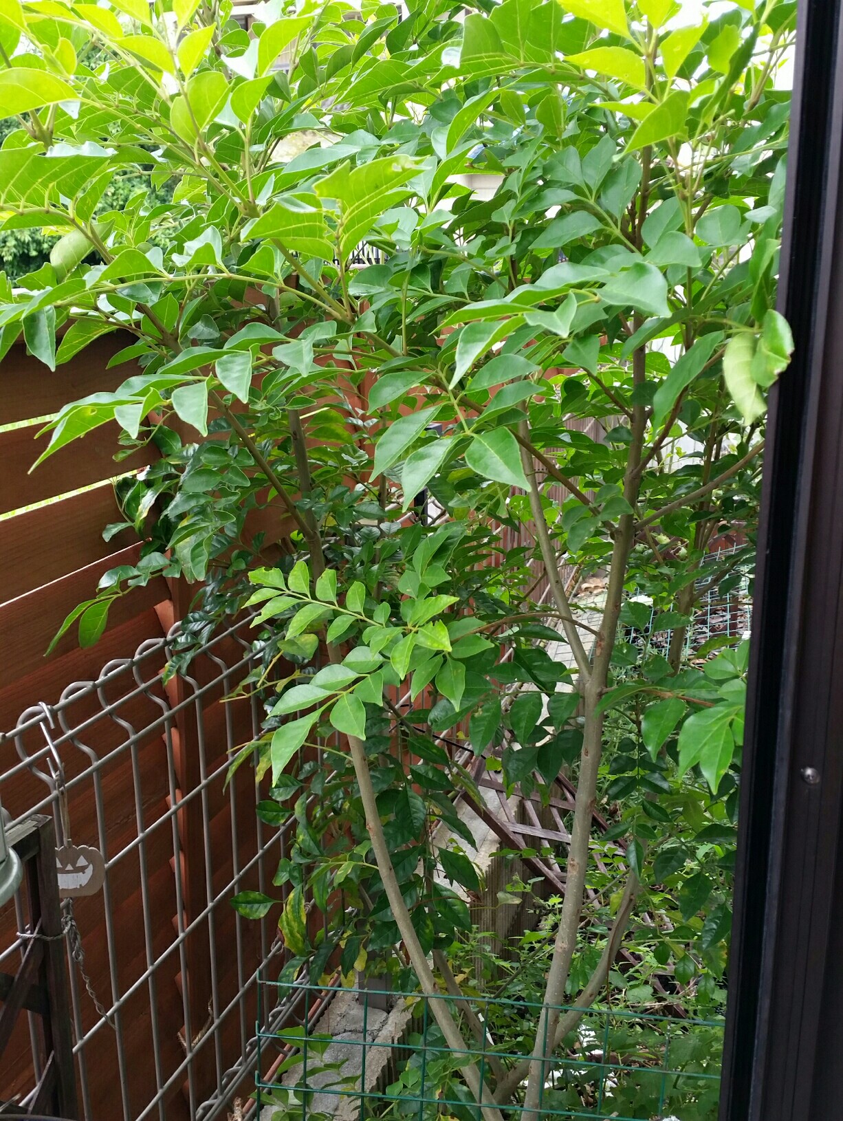 f:id:anjebloku:20160613123708j:plain f:id:anjebloku:20160613123708j:plain