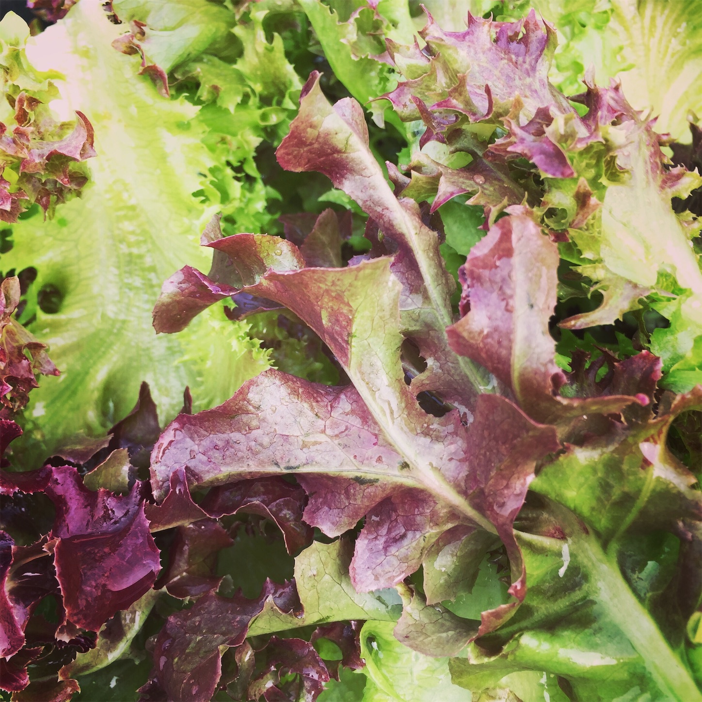 f:id:anjing00monyet:20200825172915j:image