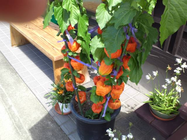 f:id:ankoancor:20120825123530j:image:w360