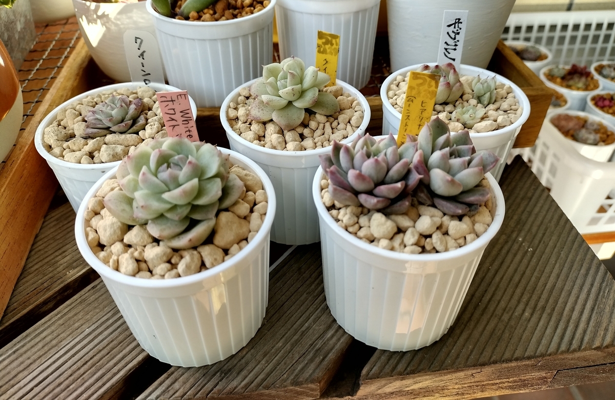 Top【選抜株】多肉植物 12007ノー 24個 鉢無し/脱土 Top【選抜株】多肉