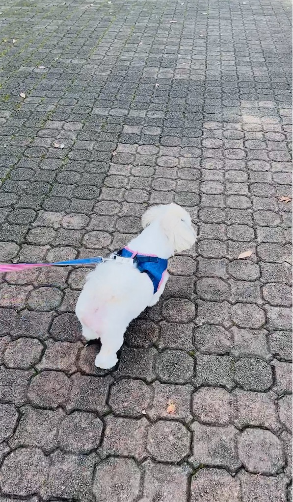 f:id:ankoen:20220925134733j:image