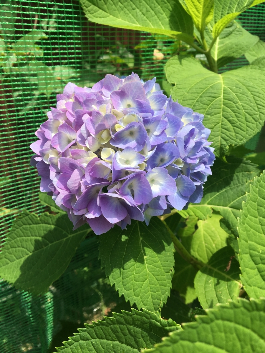 f:id:ankoro_ino:20190605165131j:plain f:id:ankoro_ino:20190605165131j:plain