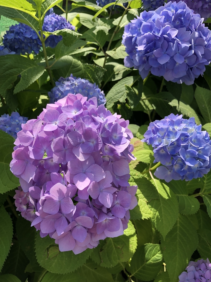 f:id:ankoro_ino:20190606101128j:plain f:id:ankoro_ino:20190606101128j:plain