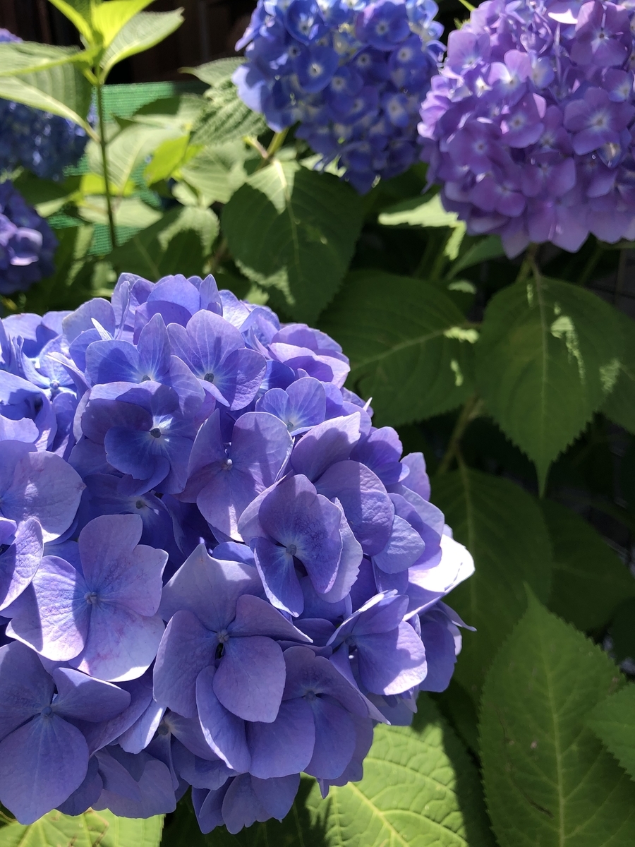 f:id:ankoro_ino:20190606101133j:plain f:id:ankoro_ino:20190606101133j:plain