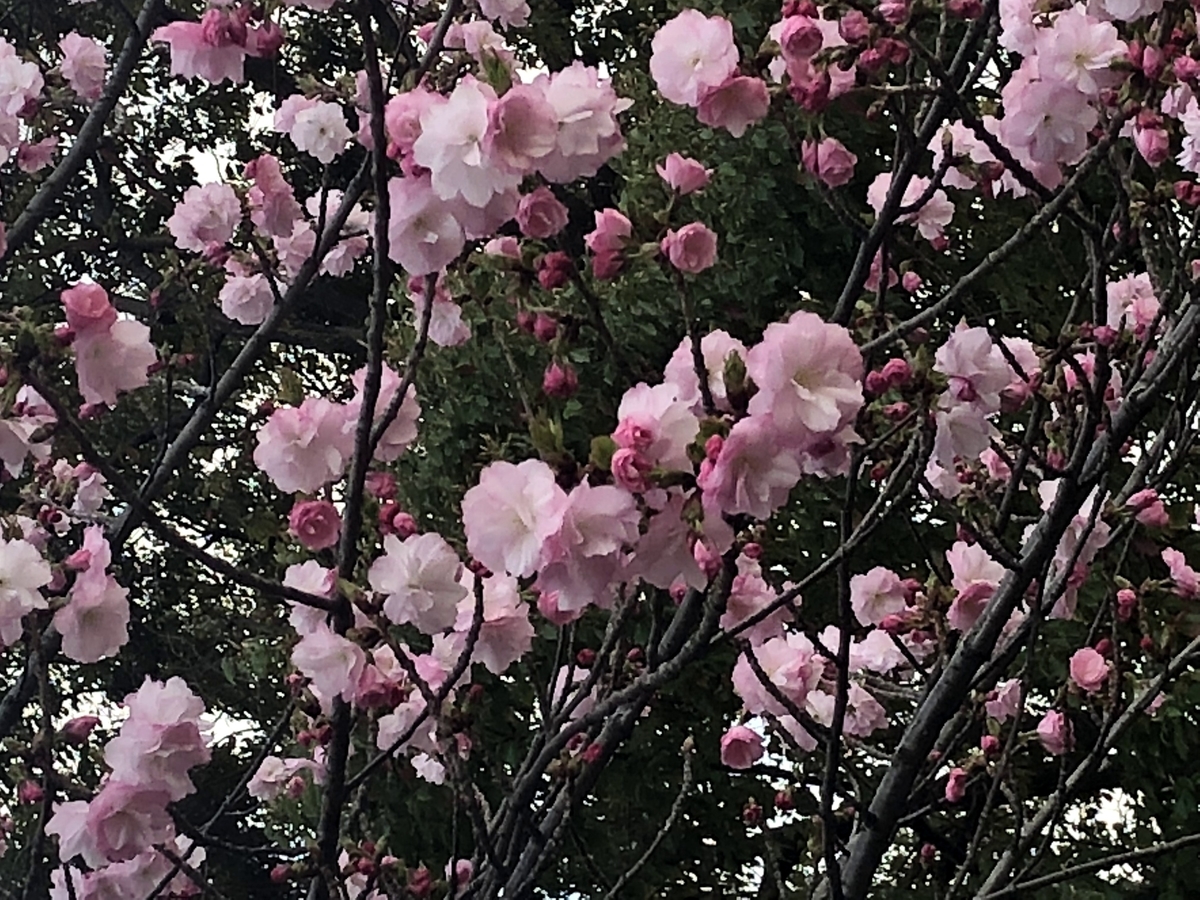 f:id:anmojapan:20190331171740j:plain