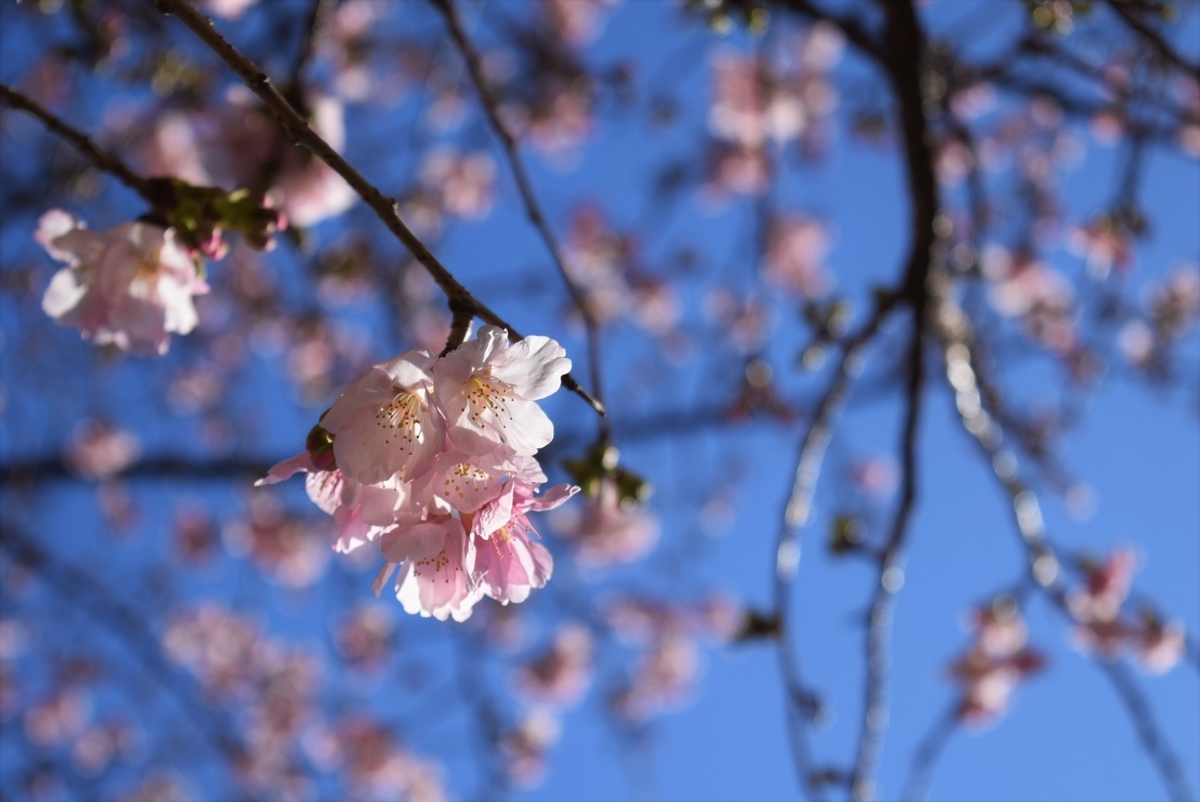 f:id:anmuku001:20210217150358j:plain