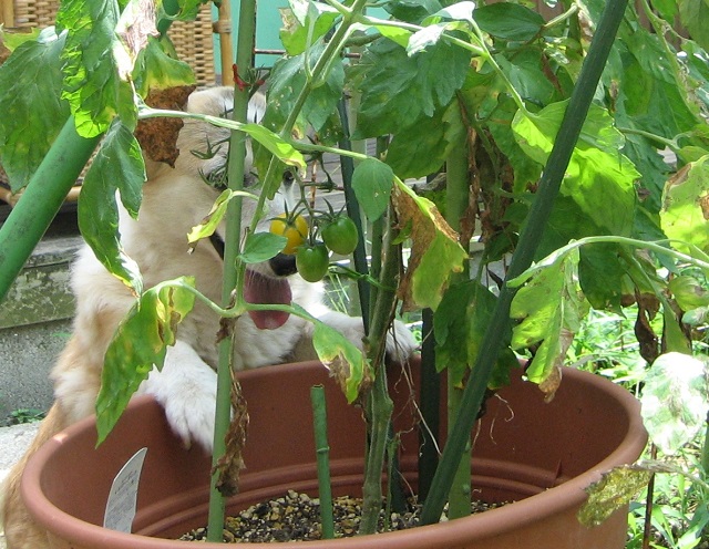 f:id:ann2andy:20130719110601j:image:w360