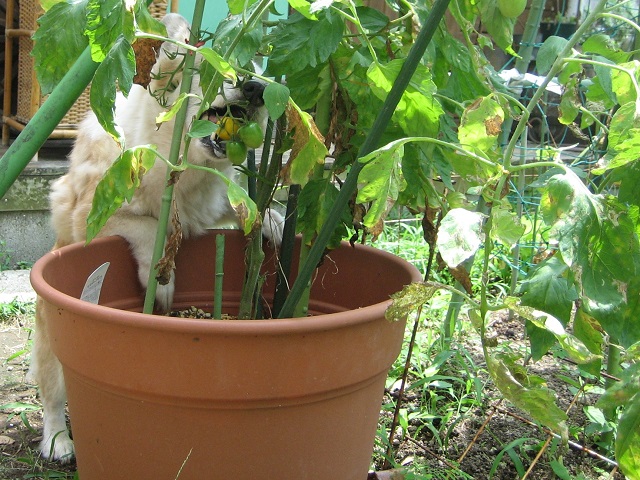 f:id:ann2andy:20130719110603j:image:w360