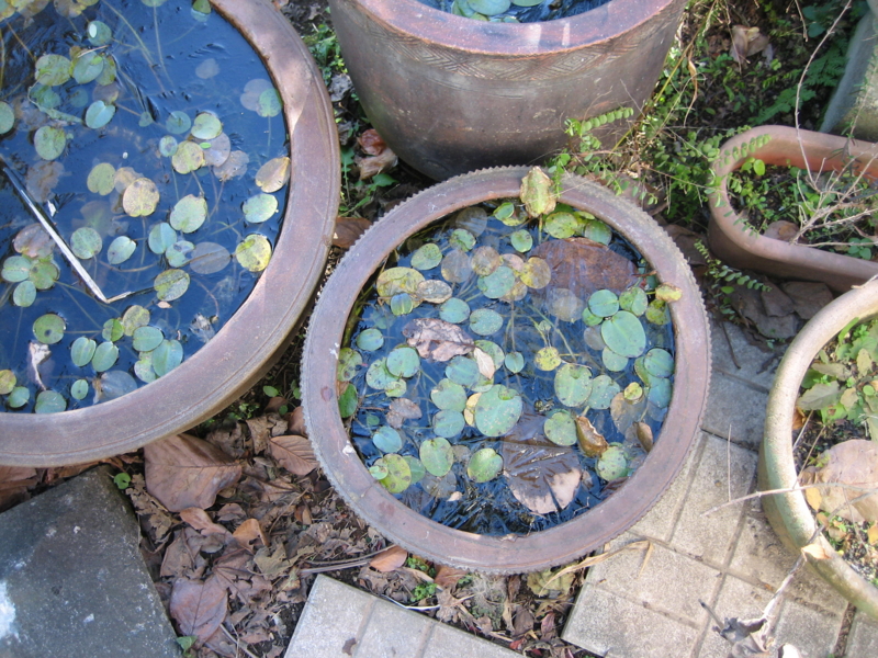 f:id:ann2andy:20131216090647j:image:w360
