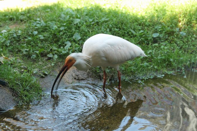 f:id:annaeuscaesar:20211004222358j:plain