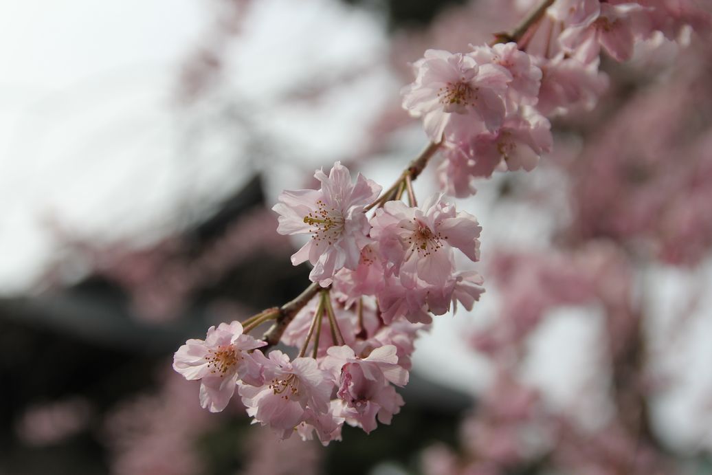 f:id:annaeuscaesar:20220404004033j:plain