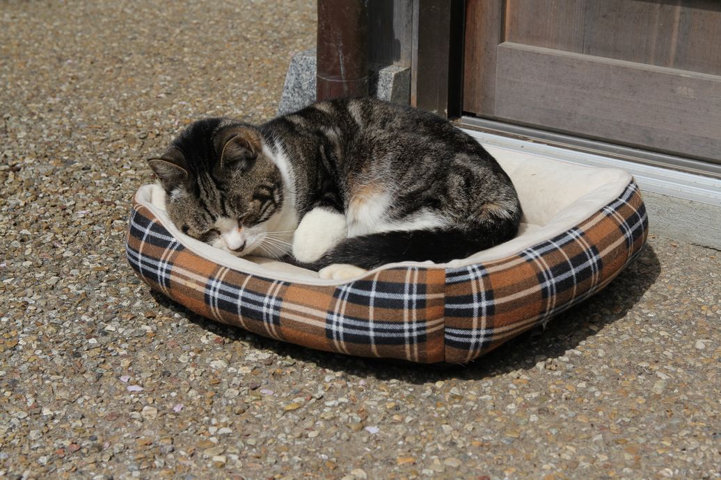 f:id:annaeuscaesar:20220404004242j:plain