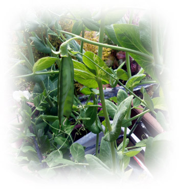 20110414192213