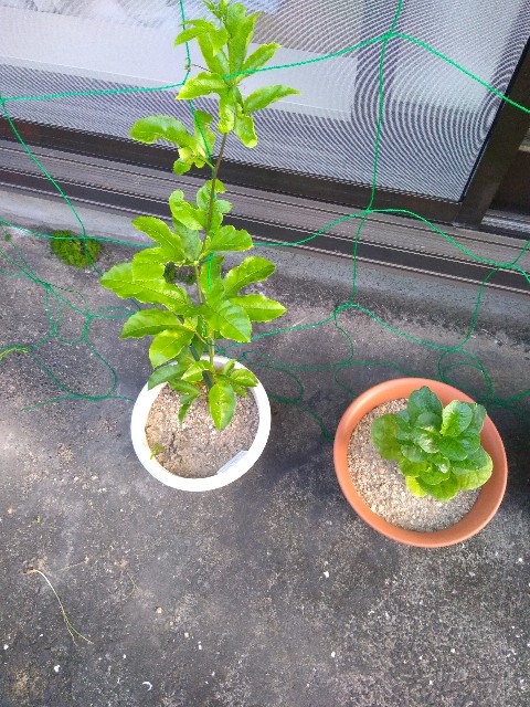 f:id:annatas0:20190727065556j:image f:id:annatas0:20190727065556j:image