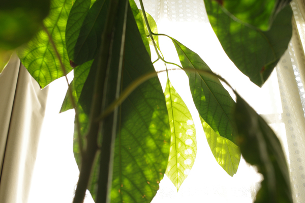 f:id:annchan:20100127110441j:image f:id:annchan:20100127110441j:image